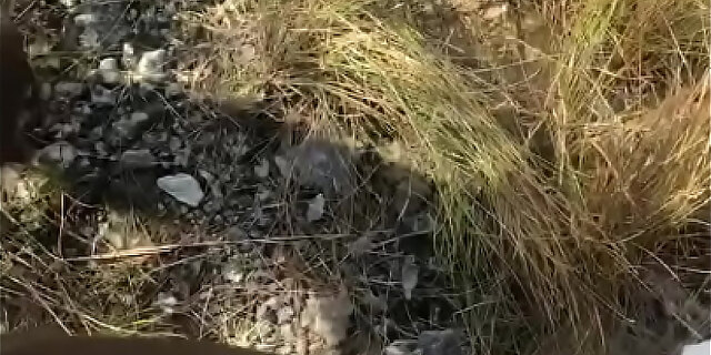 big ass,bus,ebony,exotic